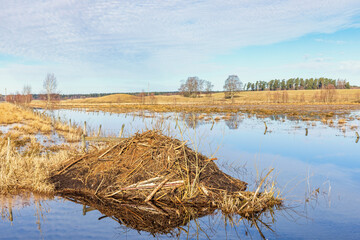 Beaver lodge in a flooded rural landscape at springtime - obrazy, fototapety, plakaty