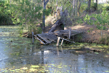 Dilapidated wooden dock next to a pond of water with lily pads and trees