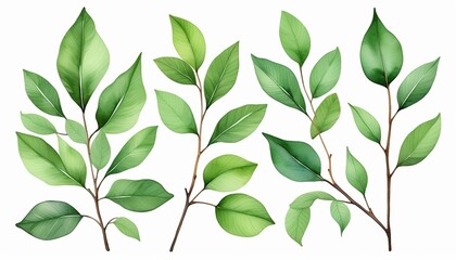 Hand Painted Botanical Illustration: Green Leaves on Twigs