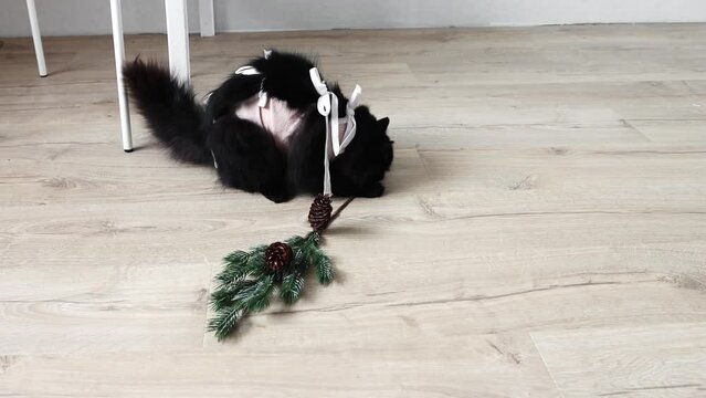 After surgery, a cat plays with a branch of a plant in the house.