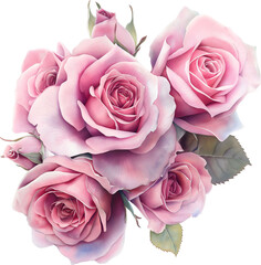 Pink Rose beautiful bouquet watercolor isolated background