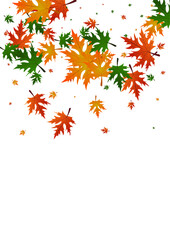Colorful Leaf Background White Vector. Maple Decor Pattern. Ocher October. Flying Template. Yellow Foliage National.