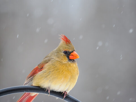 Female Northern Cardinal with snowflakes