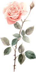 Fototapeta premium Orange rose watercolor flower isolated background