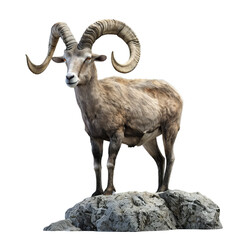 ibex goat isolated on transparent background, png