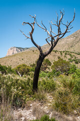 Fototapeta na wymiar Burnt Dead Tree at Guadalupe Mountains National Park in Western Texas
