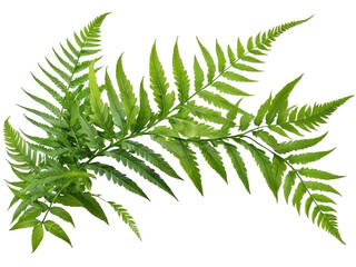 Green leaves of fern isolated on white background with clipping path.
