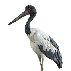jabiru stork isolated on transparent background, png - obrazy, fototapety, plakaty
