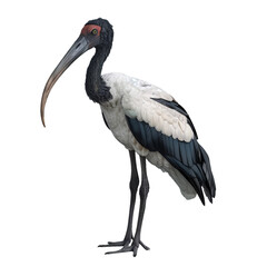 jabiru stork isolated on transparent background, png