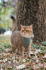 Yellow British shorthair cat in park grass