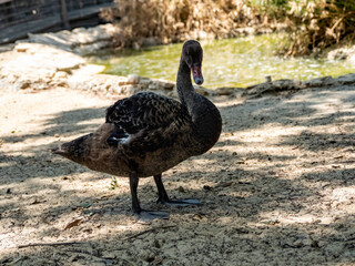 black and white goose