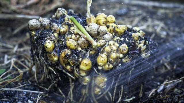 Closeup of ginger and dirt mound being washed with a hose of water Breathtaking Footage of Ginger Harvest home gardening