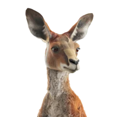 Fotobehang kangaroo isolated on transparent background, png © road to millionaire
