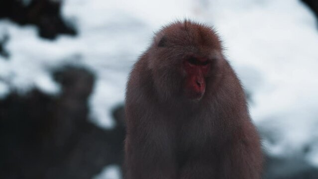 Snow monkeys relaxing in a hot spring at Jigokudani Monkey Park in Nagano, Japan, amidst a snowy landscape