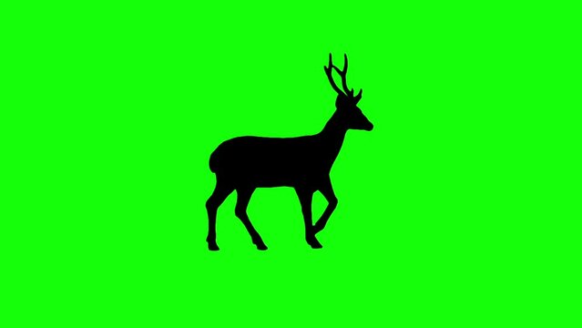 Silhouette deer walking on green screen background.  Video looping.