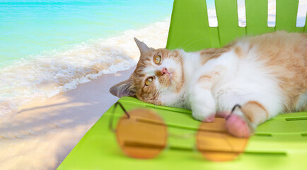 A red fluffy cat lies on a sun lounger on the seashore and looks dreamily into the sky. Rest and relaxation