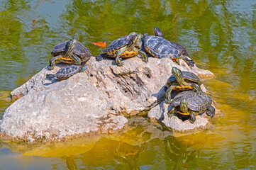 red-eared turtles basking in the sun