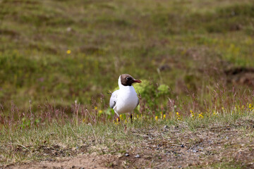 Arctic tern in close up- Iceland