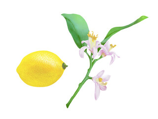 レモンとレモンの花のリアルな水彩イラストセット