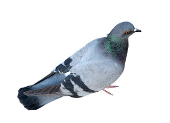 the big Beautiful pigeon