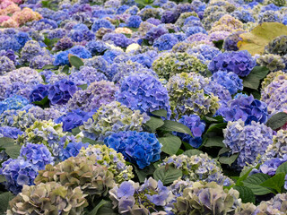 Blooming Hydrangeas flowers in the garden at Chiang Mai, Thailand.