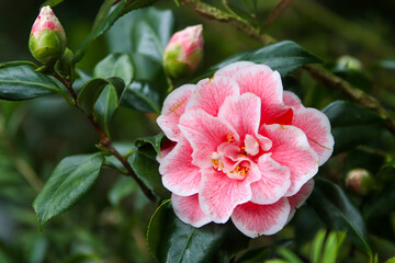 Japanese Camellia (Camellia japonica) in sunny spring. Köln botanical gardens.