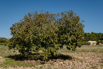 fig tree after the summer, Lloret de Vistalegre, Mallorca, Balearic Islands, Spain