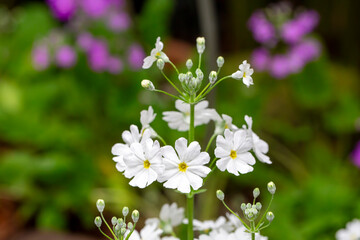 Bloom Fairy Primrose - Primula Malacoides, which is also known as Fairy Primrose, blooms early in the season into lavender flowers which reach approximately 12 inch wide, on soft hairy stalks.