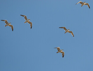 Obraz premium seagull birds against the blue sky.