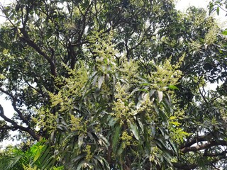 Mango flower in tree. It is a popular fruits tree in summer season. Mango flower blossom, Aam ka Manzar. inflorescence  of an 'Alphonso' mango tree. 