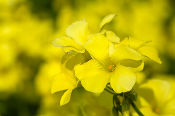 Obraz premium Oxalis pes-caprae is a plant species belonging to the genus Oxalis.