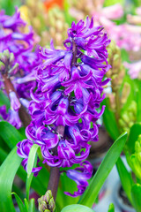 Fototapeta premium Common hyacinth (Hyacinthus orientalis) is a species of flowering plant in the family Asparagaceae, subfamily Scilloidiae