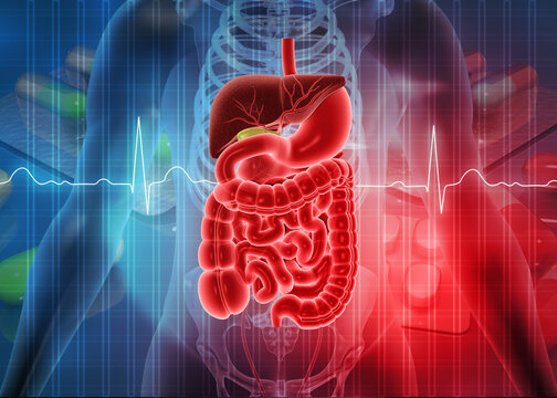 Human digestive system anatomy on scientific background. 3d illustration.