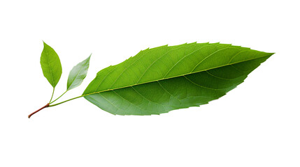 Obraz premium a close up of a leaf