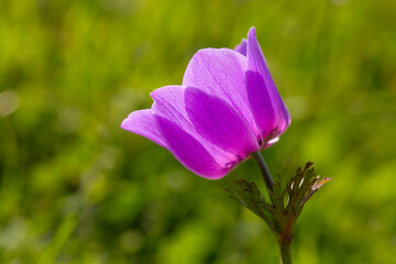 Wild flower in nature, spring season; anemone (Anemone coronaria)