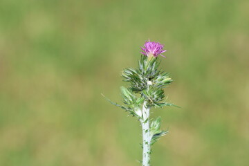 thistle plant in early spring