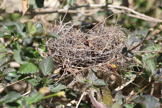 an abondened bird nest in spring