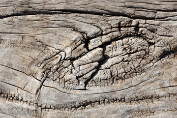 wood texture of dried log