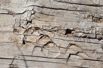 wood texture of dried log