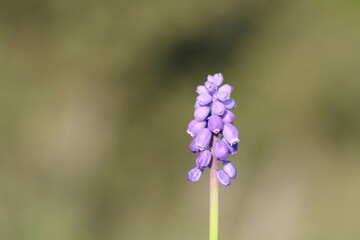 bloom of anatolian muscari in early spring