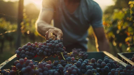 Crédence de cuisine en verre imprimé Vignoble Grape harvest in a vineyard during autumn.