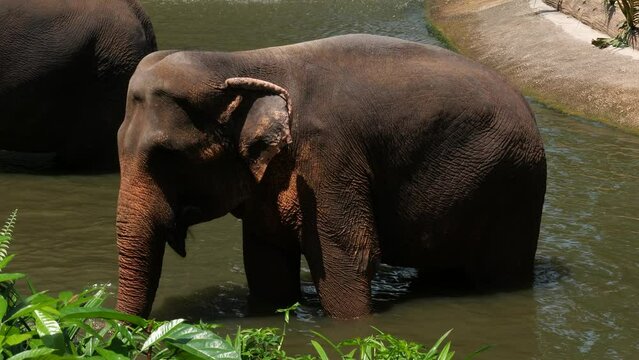 Sumatran elephant (Elephas maximus sumatranus) in the water