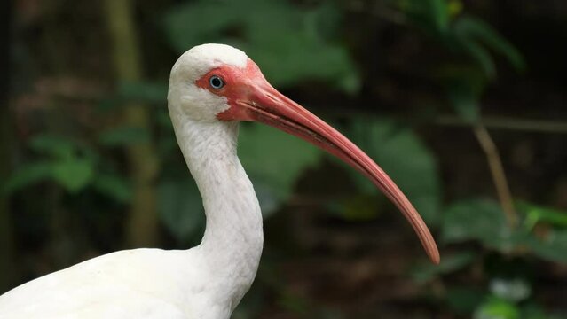 The American white ibis bird (Eudocimus albus)