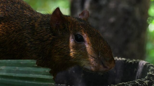 Close-up of Azara's agouti (Dasyprocta azarae) from the family Dasyproctidae