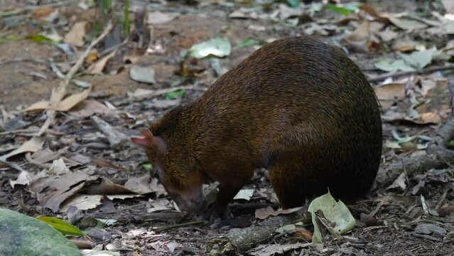 Azara's agouti (Dasyprocta azarae) from the family Dasyproctidae