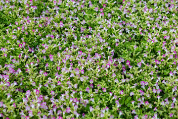 Flowers arranged into beautiful bouquets