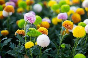 Flowers arranged into beautiful bouquets