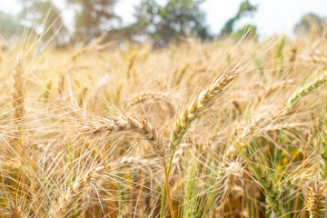 Wheat field. Ears of golden wheat close up. Beautiful Nature Sunset Landscape