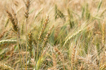 Wheat field. Ears of golden wheat close up. Beautiful Nature Sunset Landscape