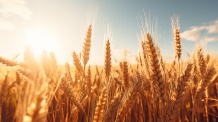 Generative AI Expansive wheat fields bathed in golden sunlight, showcasing the ripening wheat crops swaying gently in the breeze. - obrazy, fototapety, plakaty